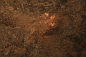 Kanary_2010 200